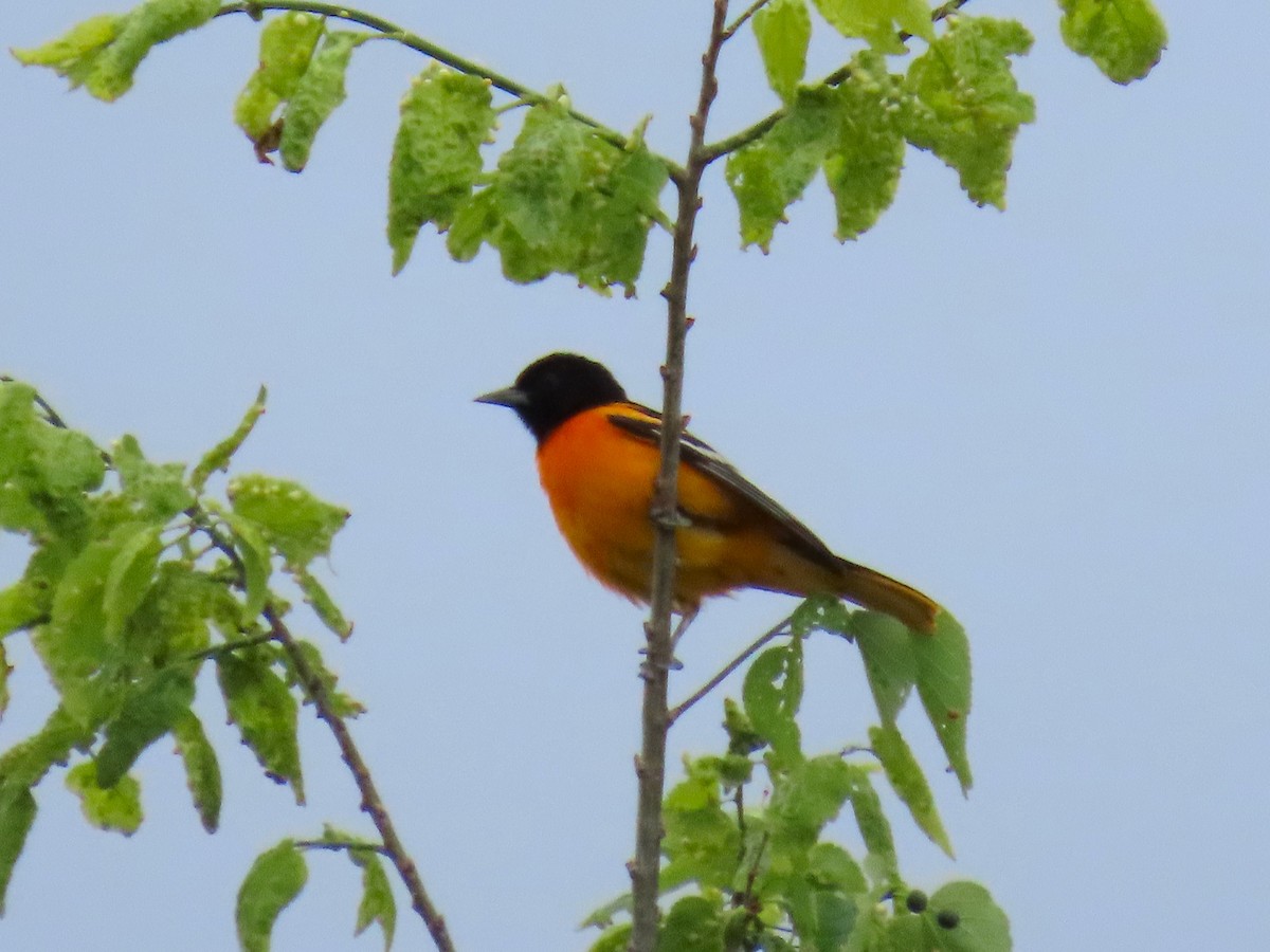 Baltimore Oriole - ML637179326