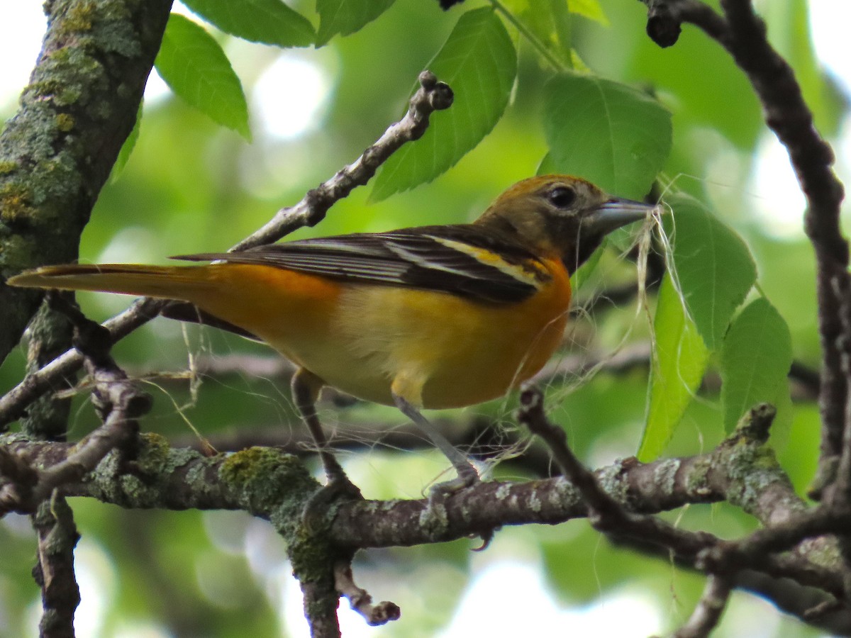 Baltimore Oriole - ML637179327