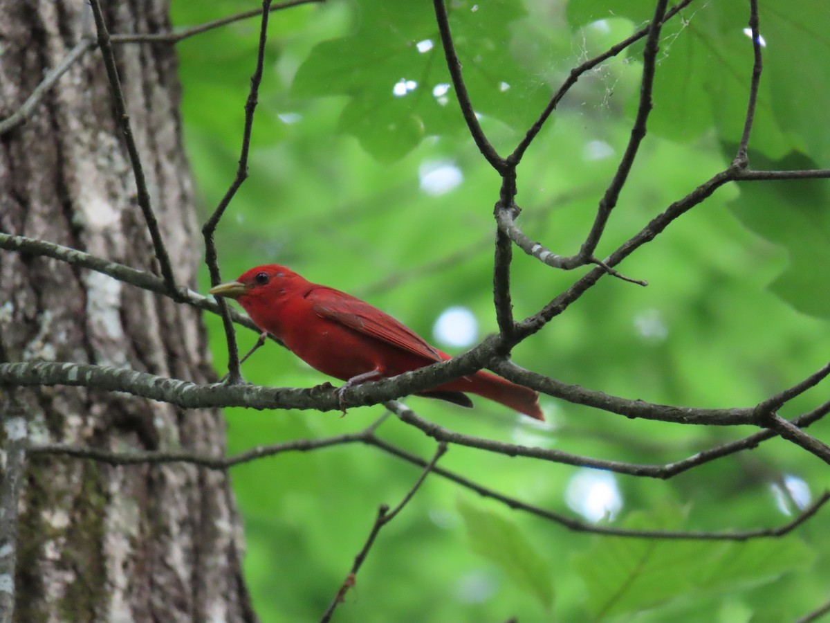 Summer Tanager - ML637179328