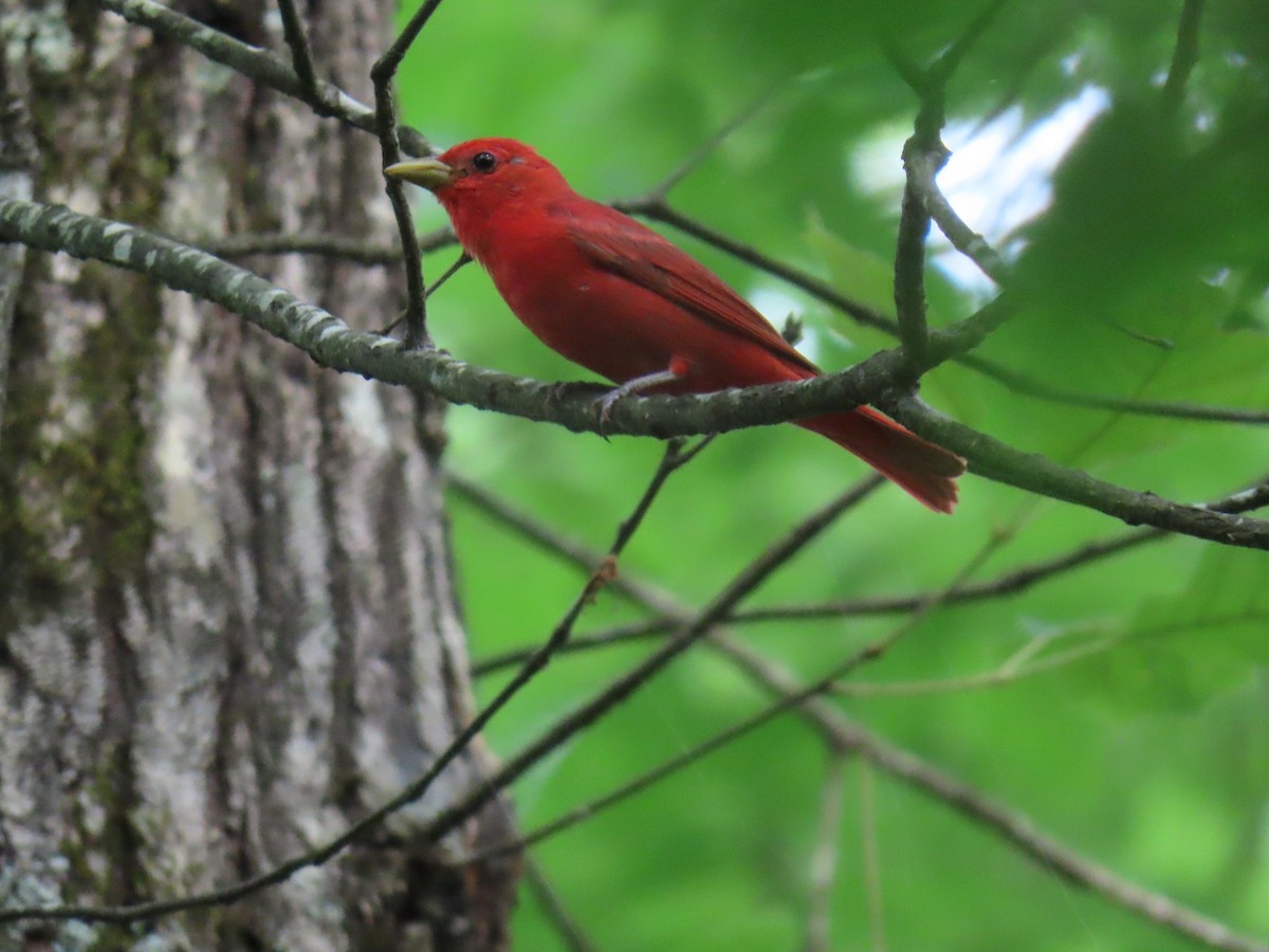 Summer Tanager - ML637179331