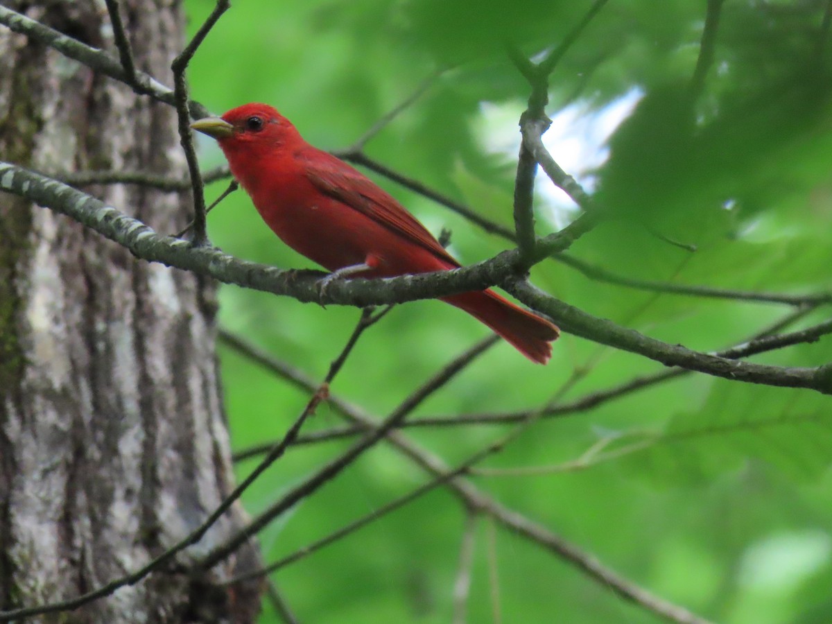 Summer Tanager - ML637179332