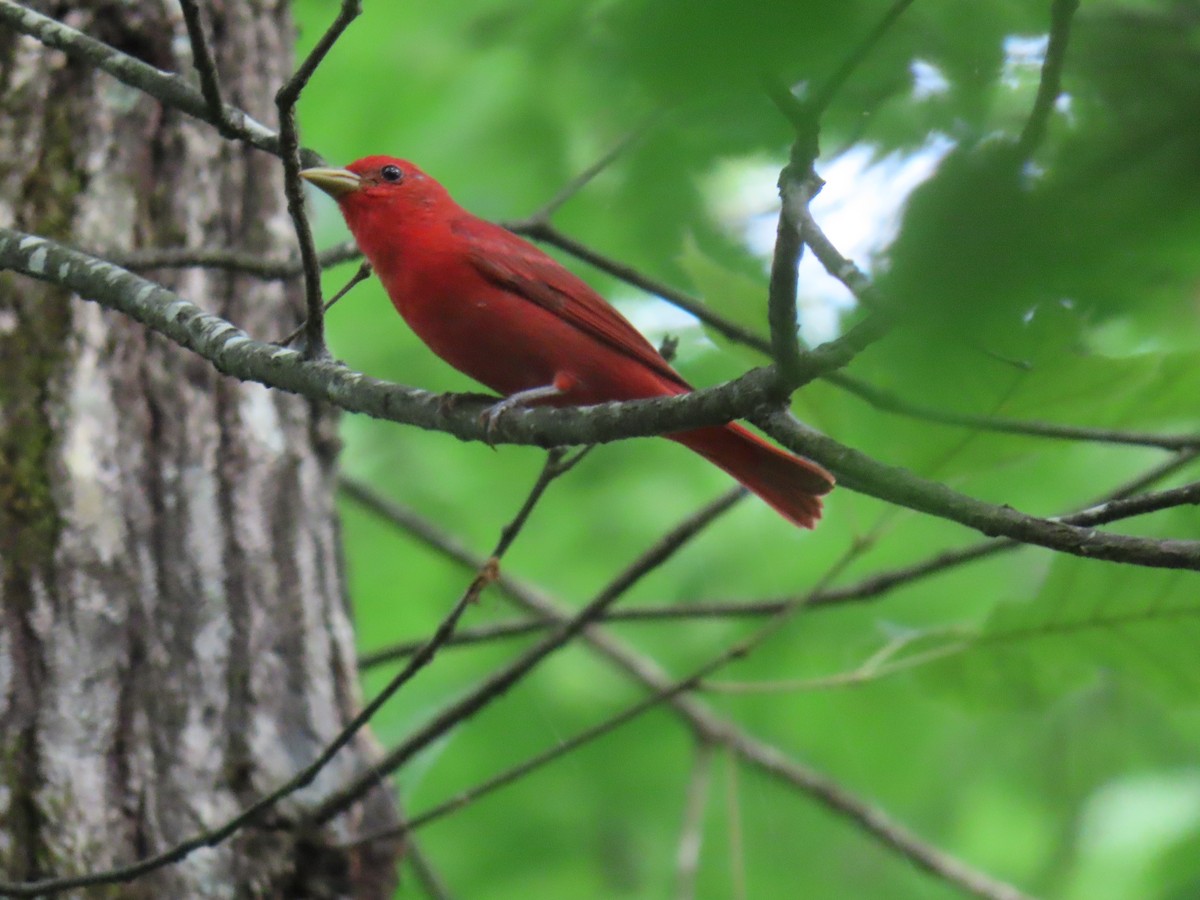 Summer Tanager - ML637179337