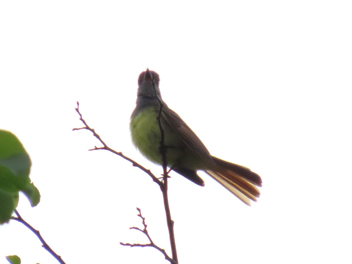 Great Crested Flycatcher - ML637179342
