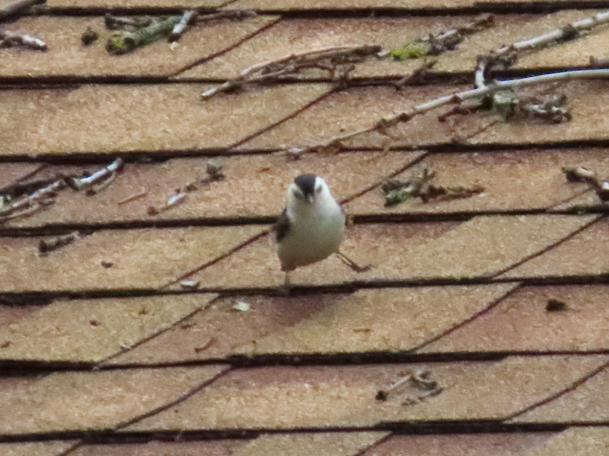 White-breasted Nuthatch - ML637179354