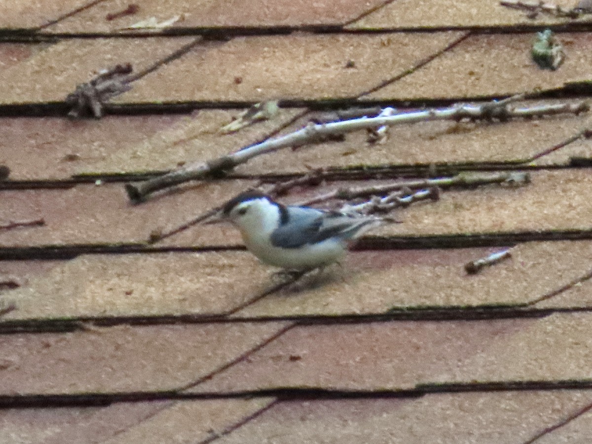 White-breasted Nuthatch - ML637179356