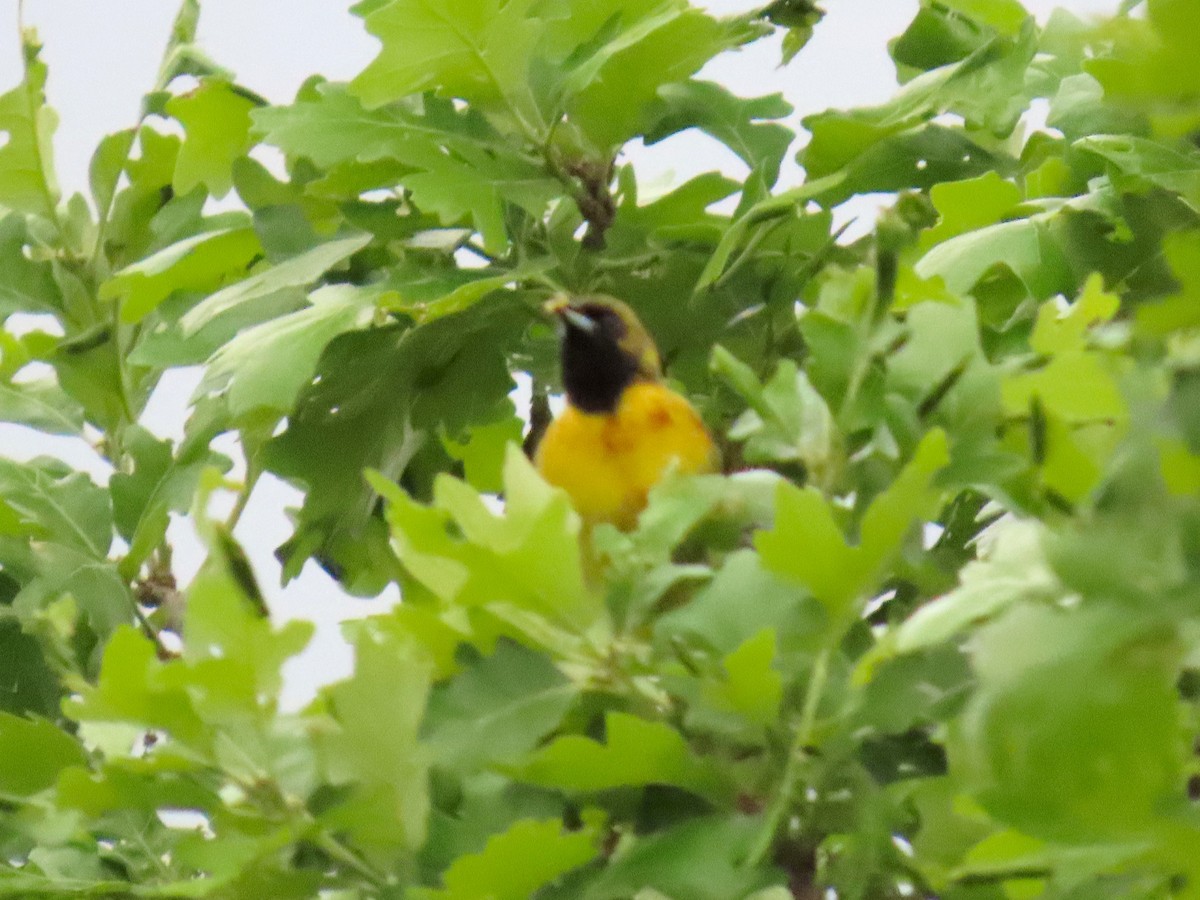 Orchard Oriole - ML637179363