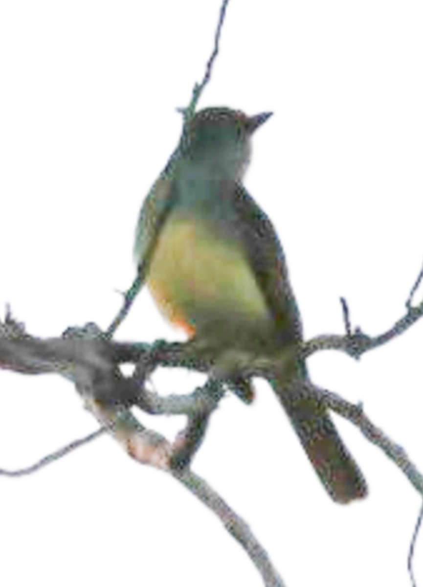 Great Crested Flycatcher - ML637179390