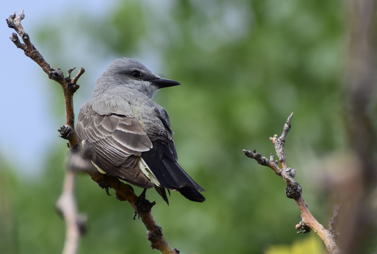Western Kingbird - ML637179448