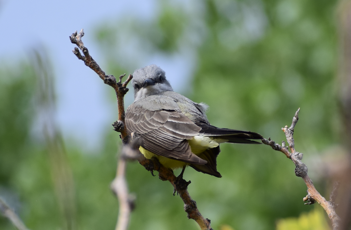 Western Kingbird - ML637179449