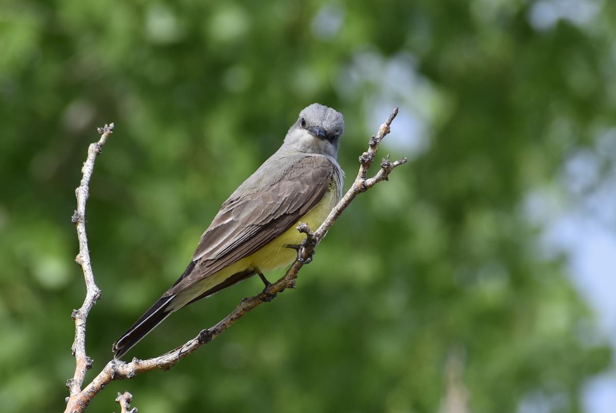 Western Kingbird - ML637179450