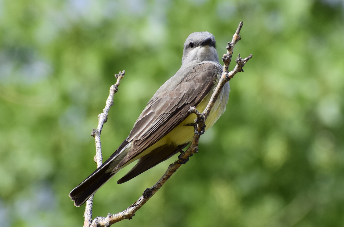 Western Kingbird - ML637179451