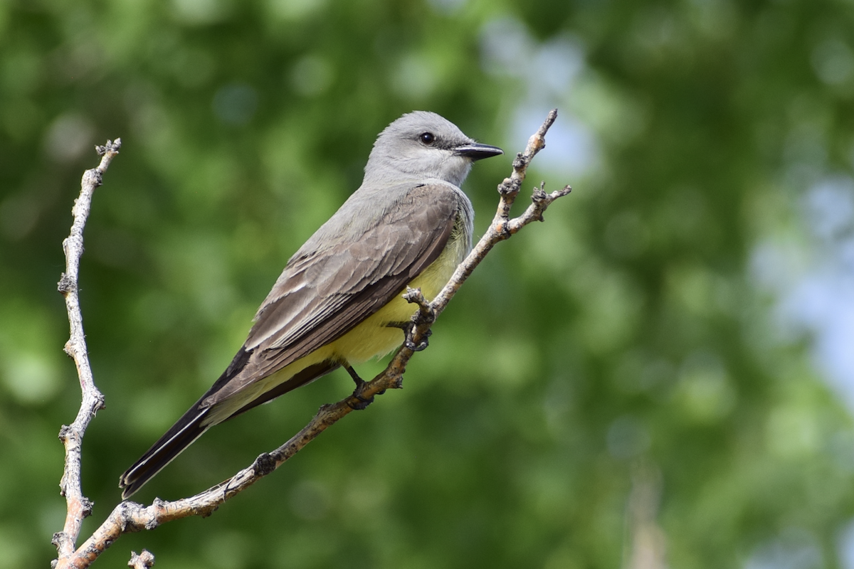 Western Kingbird - ML637179452