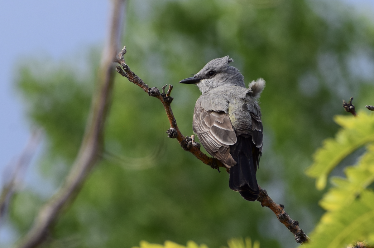 Western Kingbird - ML637179453
