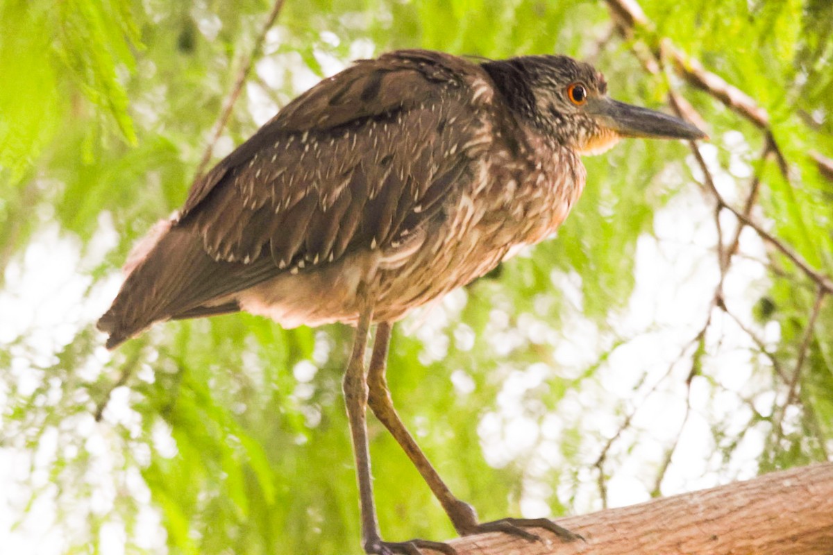 Yellow-crowned Night Heron - ML637179458