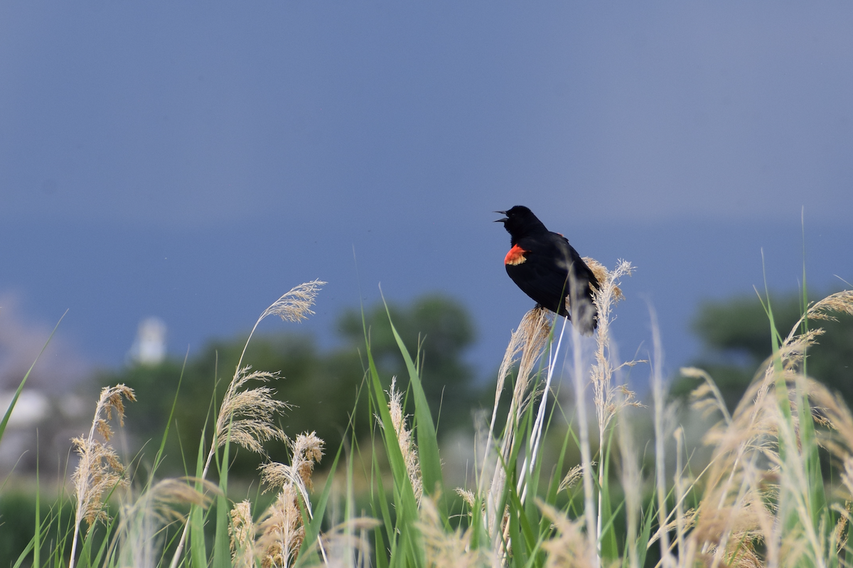 Red-winged Blackbird - ML637179460