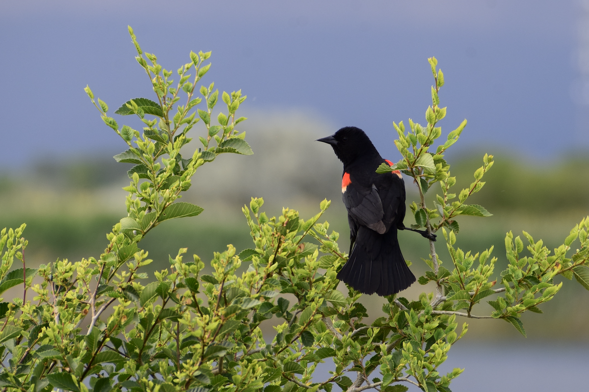 Red-winged Blackbird - ML637179461