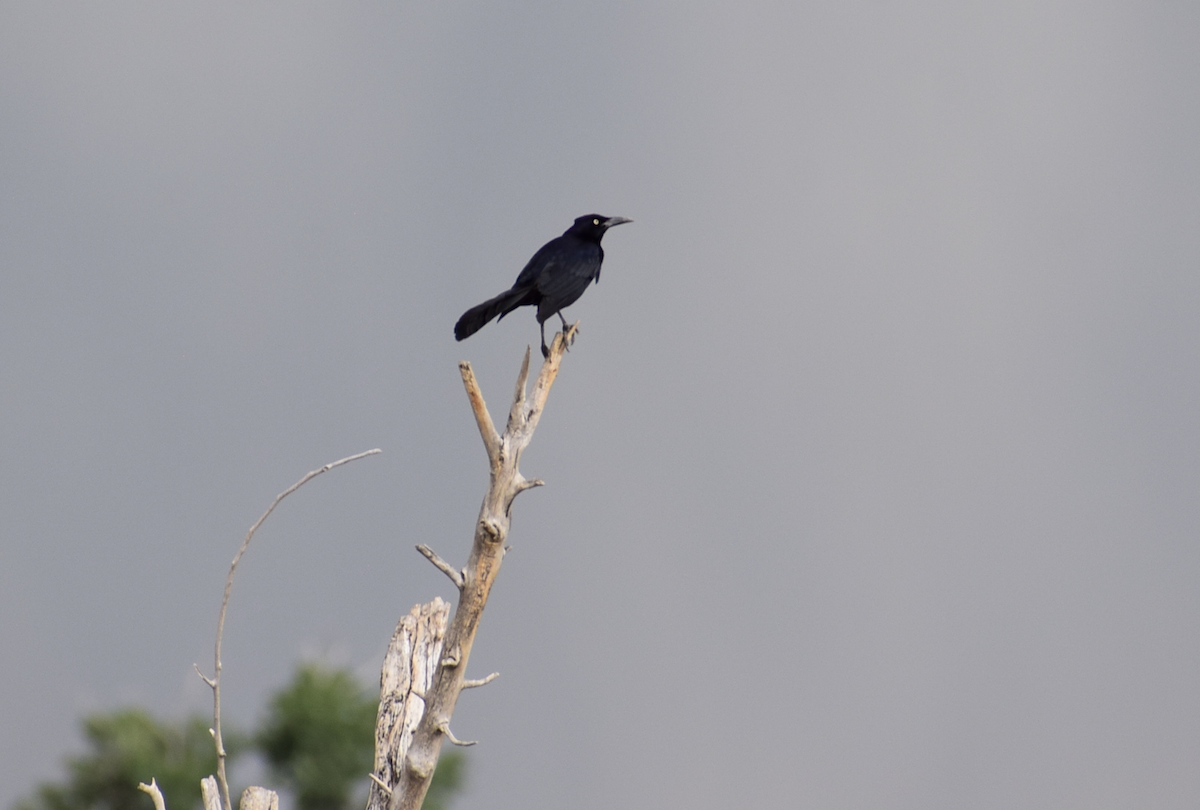 Great-tailed Grackle - ML637179468