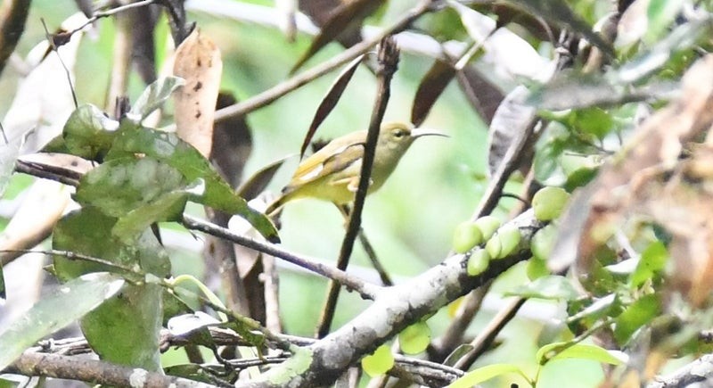 Thick-billed Spiderhunter - ML637179484