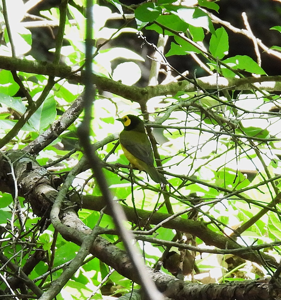 Hooded Warbler - ML637179531