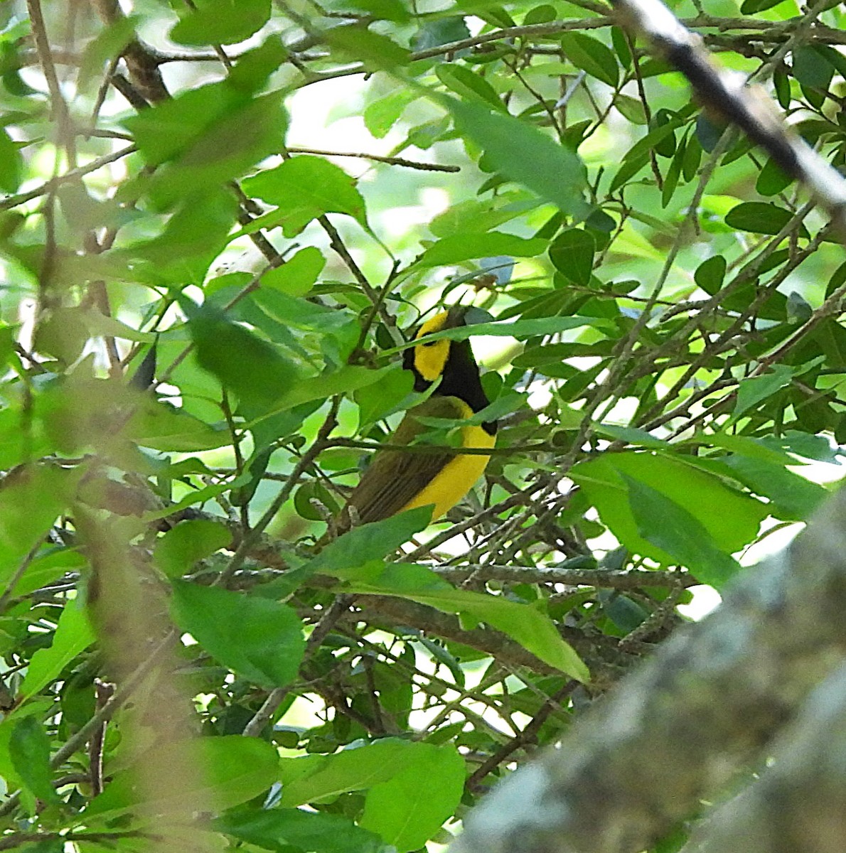 Hooded Warbler - ML637179532