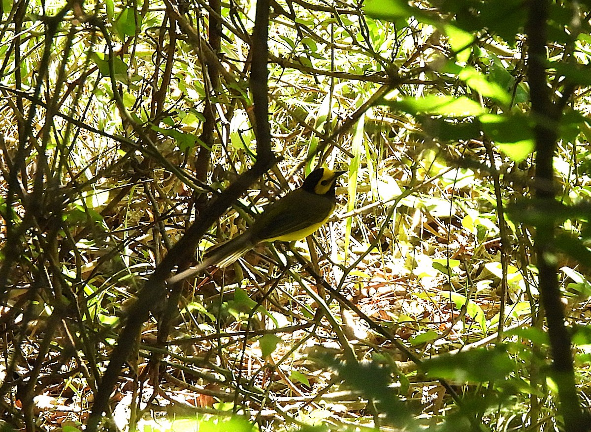 Hooded Warbler - ML637179533