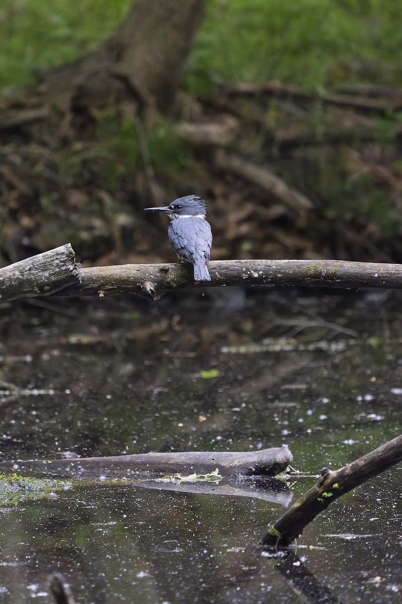 Belted Kingfisher - ML637179570