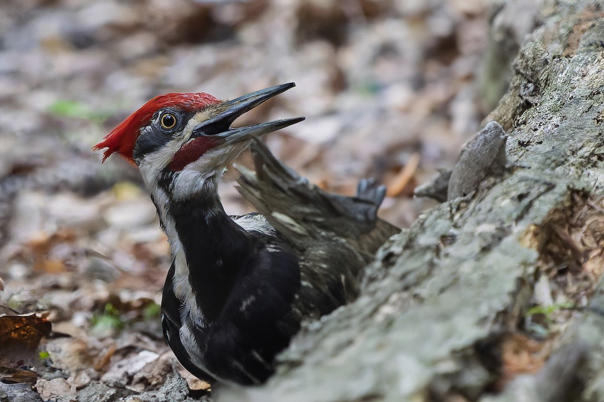 Pileated Woodpecker - ML637179578