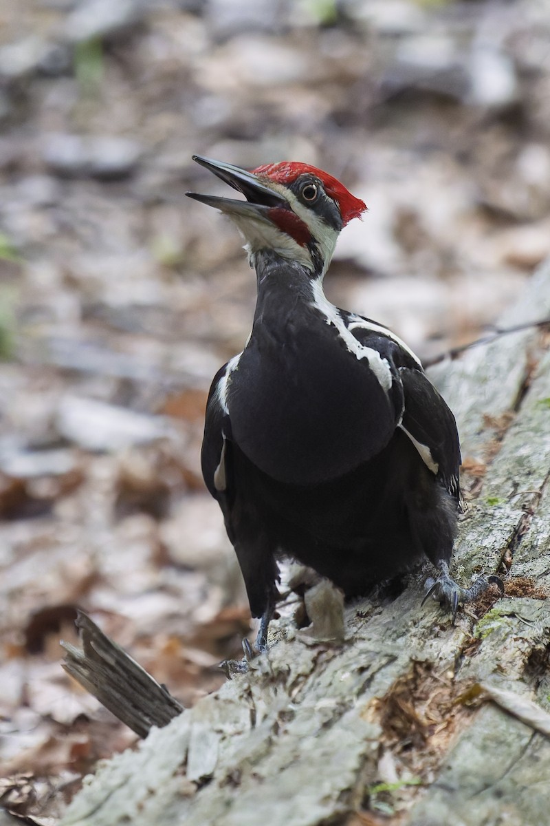 Pileated Woodpecker - ML637179579