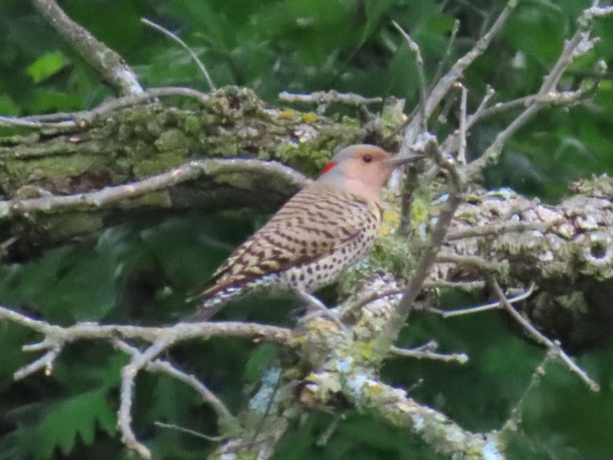 Northern Flicker - ML637179581