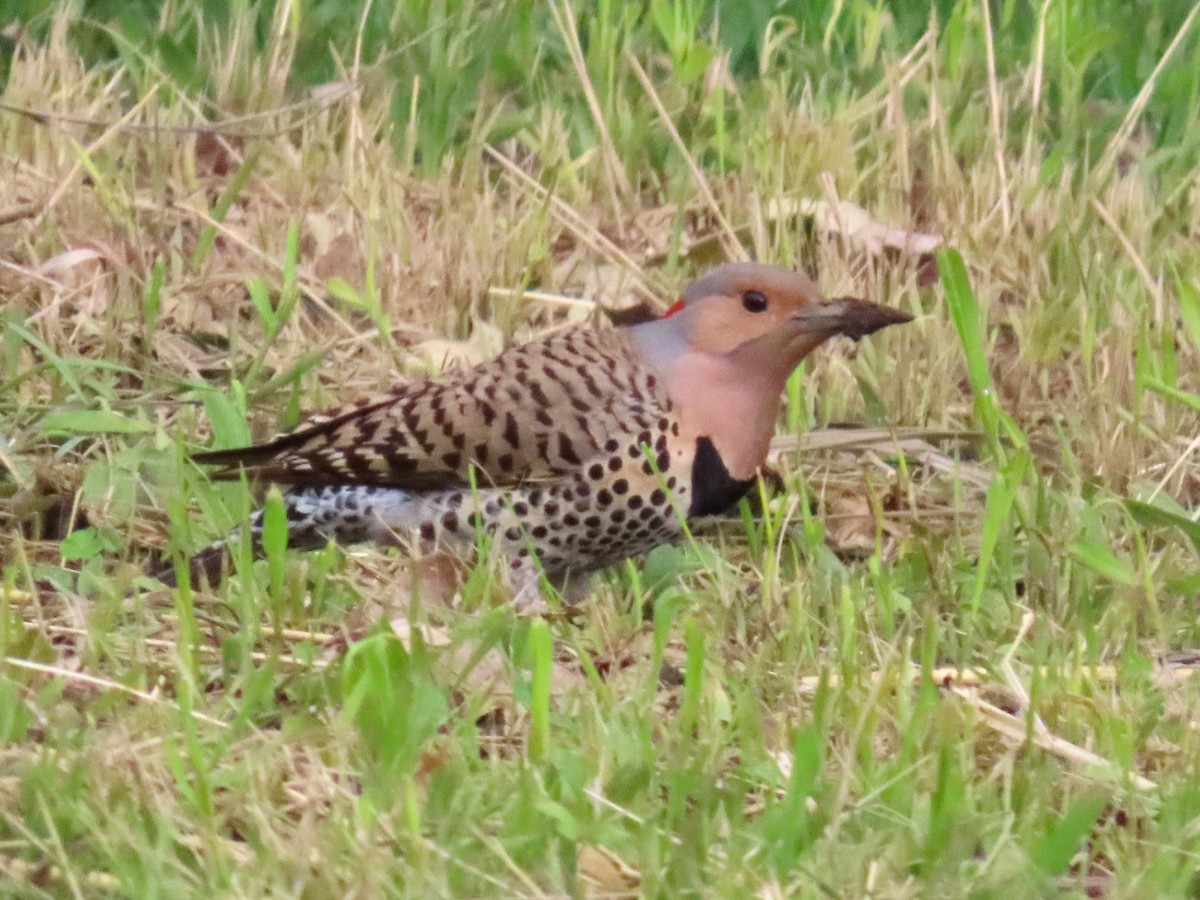 Northern Flicker - ML637179582