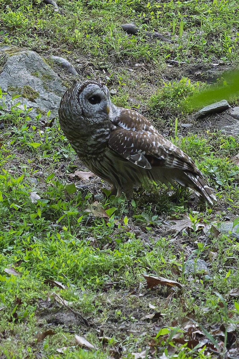 Barred Owl - ML637179590
