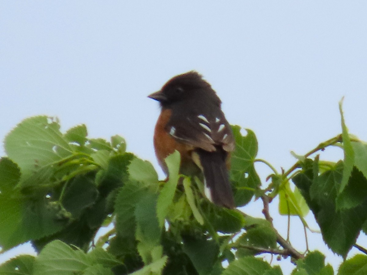 Eastern Towhee - ML637179595