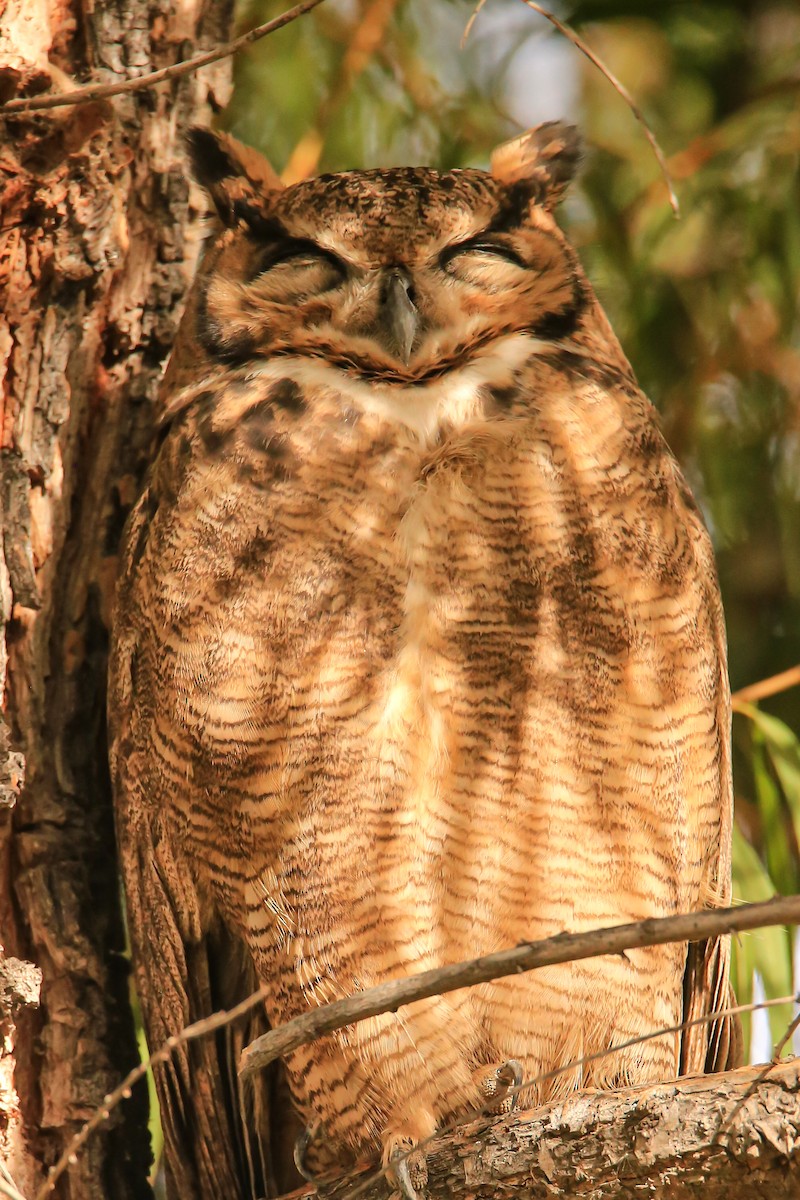 Lesser Horned Owl - ML637179630