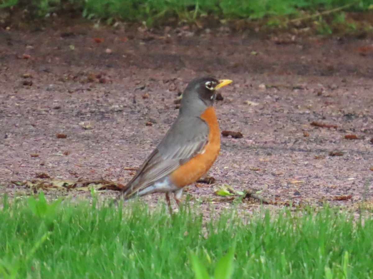 American Robin - ML637179702