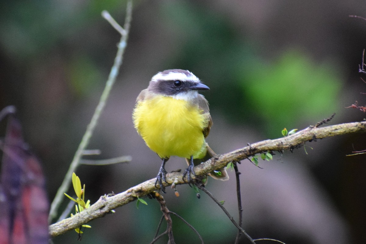Rusty-margined Flycatcher - ML637179708