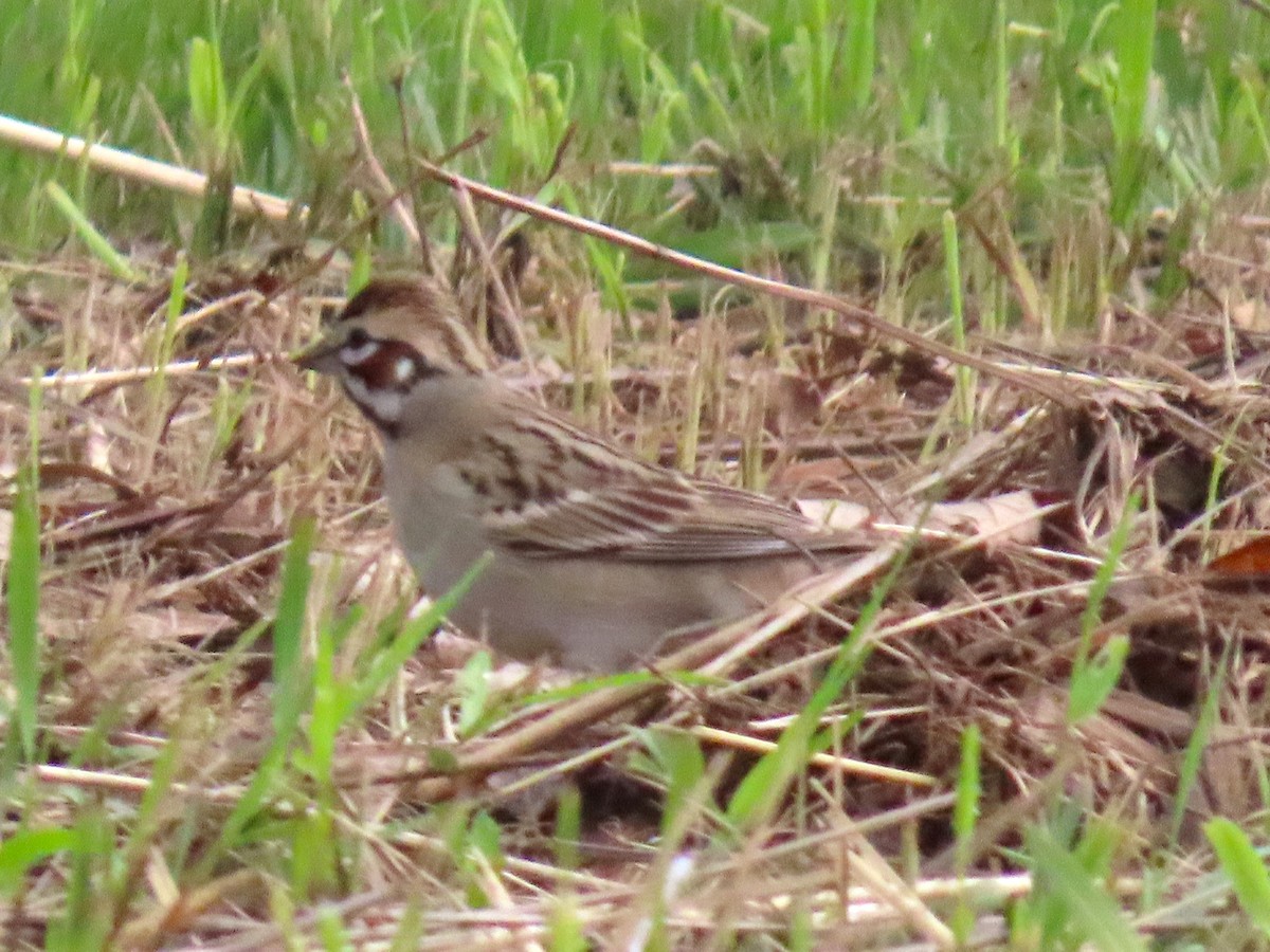 Lark Sparrow - ML637179713