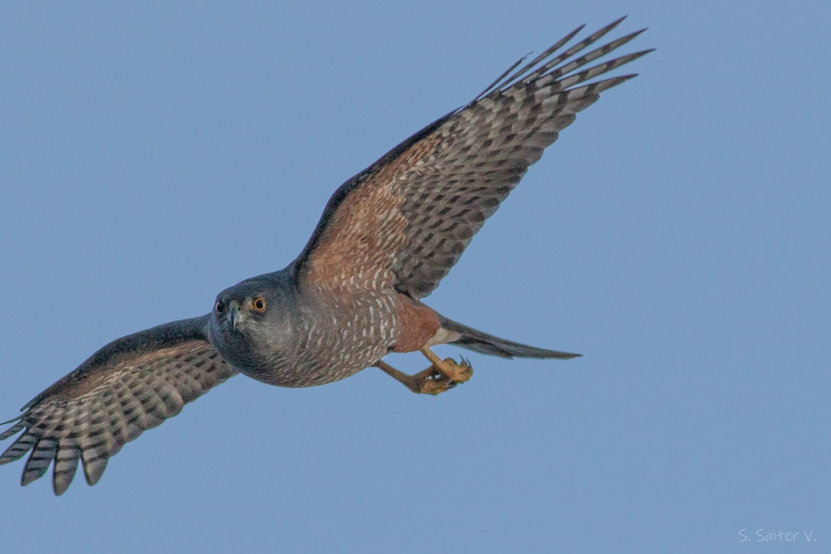 Chilean Hawk - ML637179719