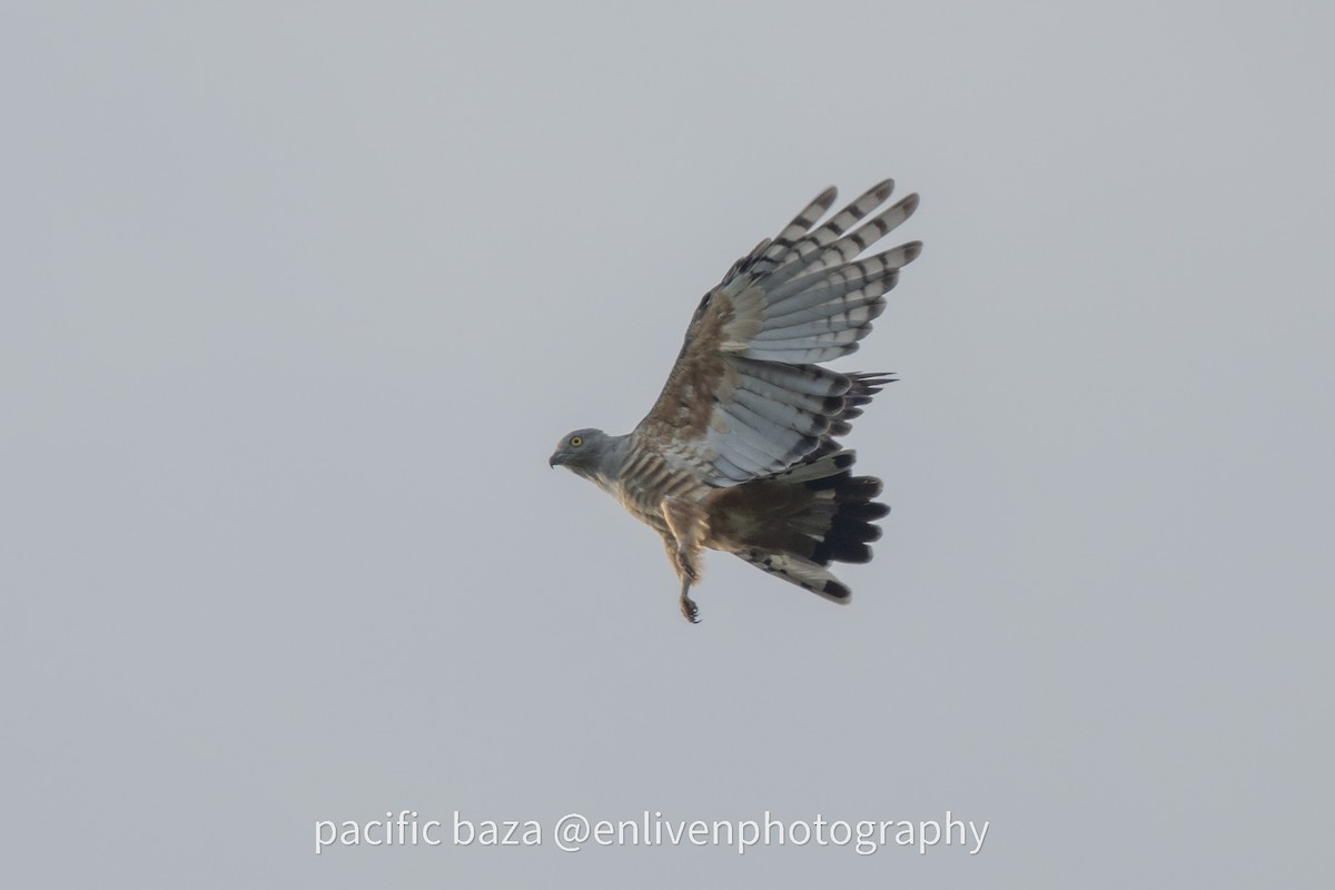 Pacific Baza - ML637179722
