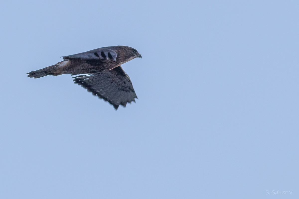 Rufous-tailed Hawk - ML637179727