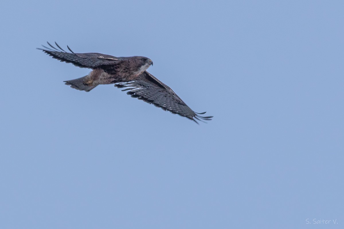 Rufous-tailed Hawk - ML637179728