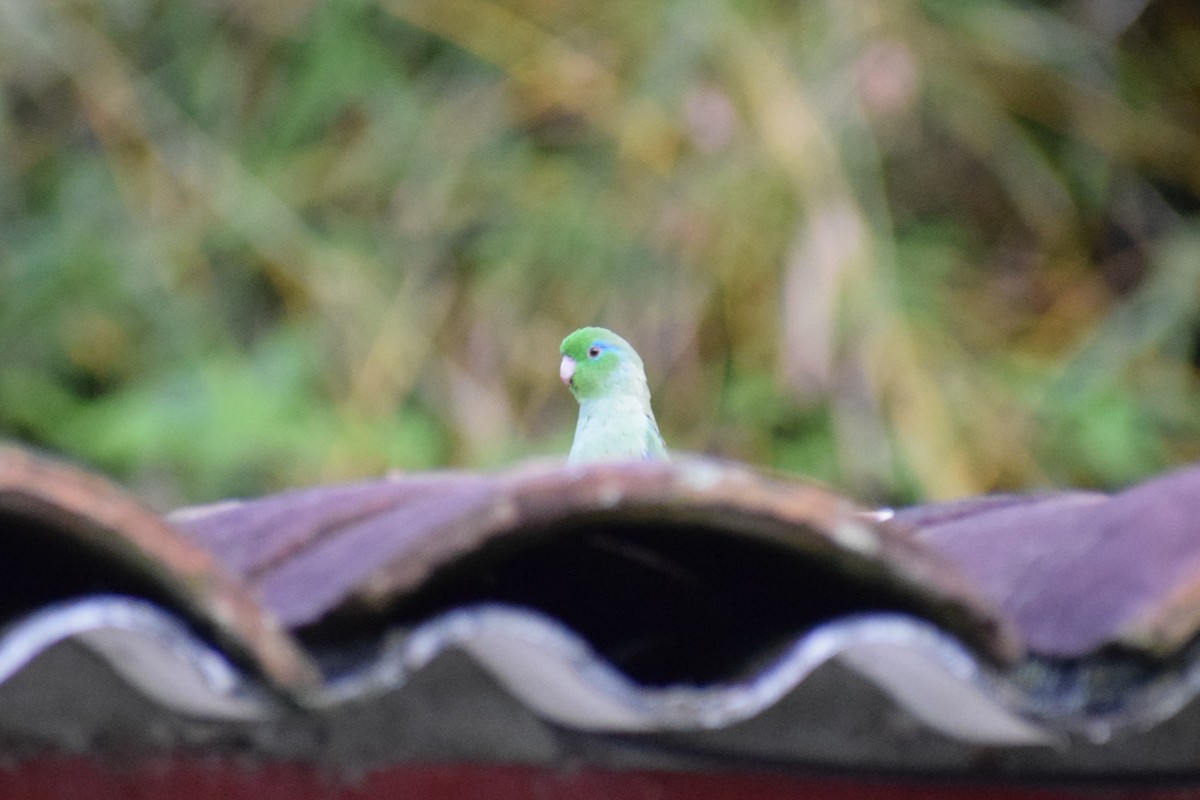 Spectacled Parrotlet - ML637179747