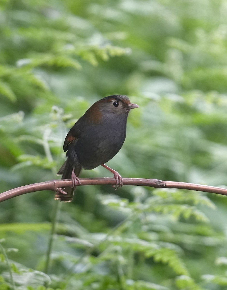 Emei Shan Liocichla - ML637179778
