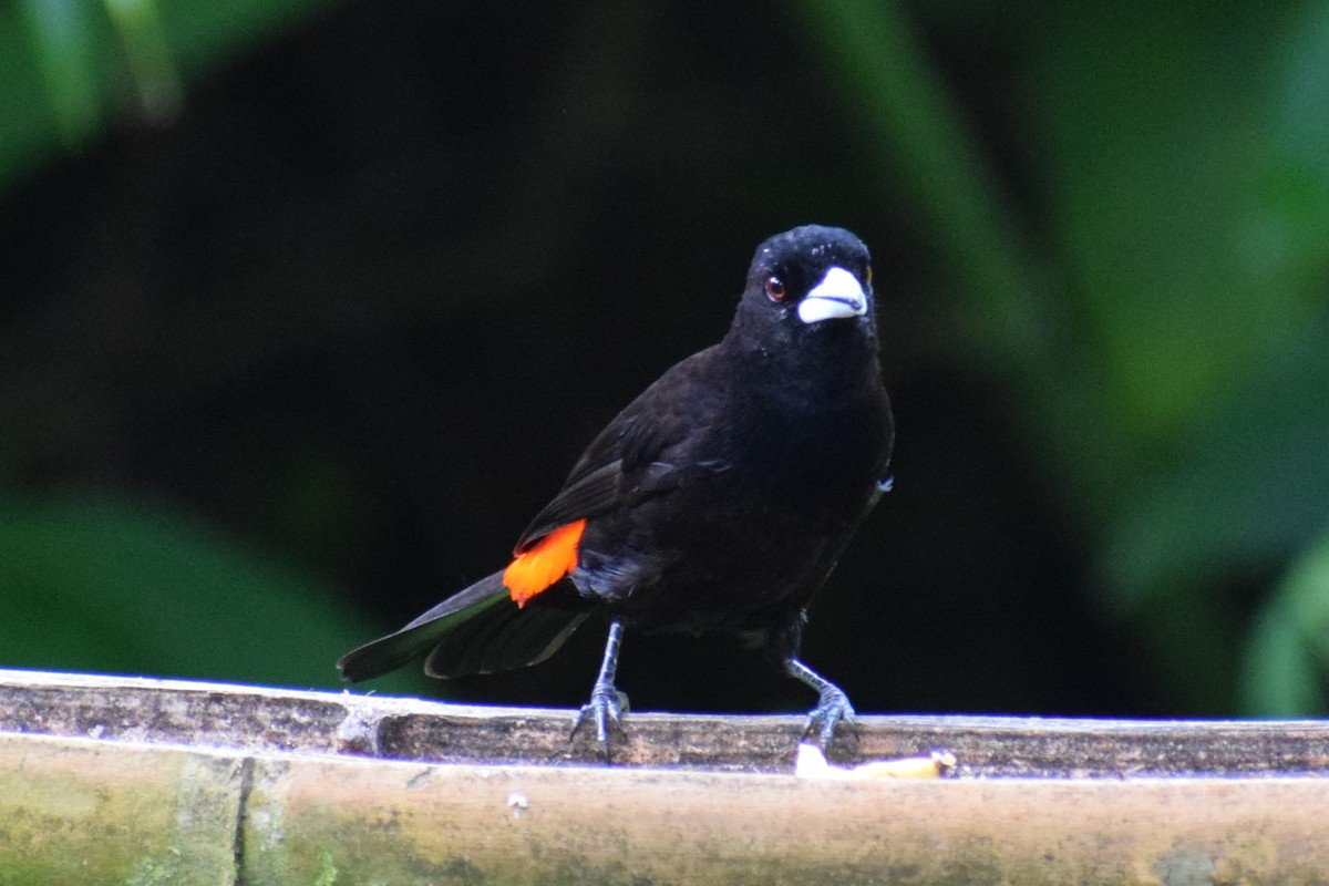 Flame-rumped Tanager - ML637179814