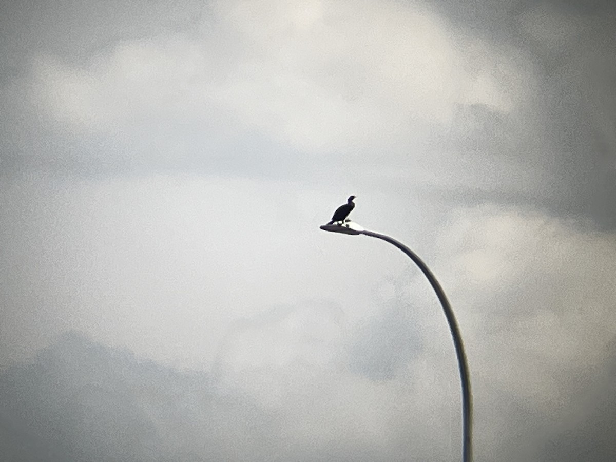 Cormoran à aigrettes - ML637179899