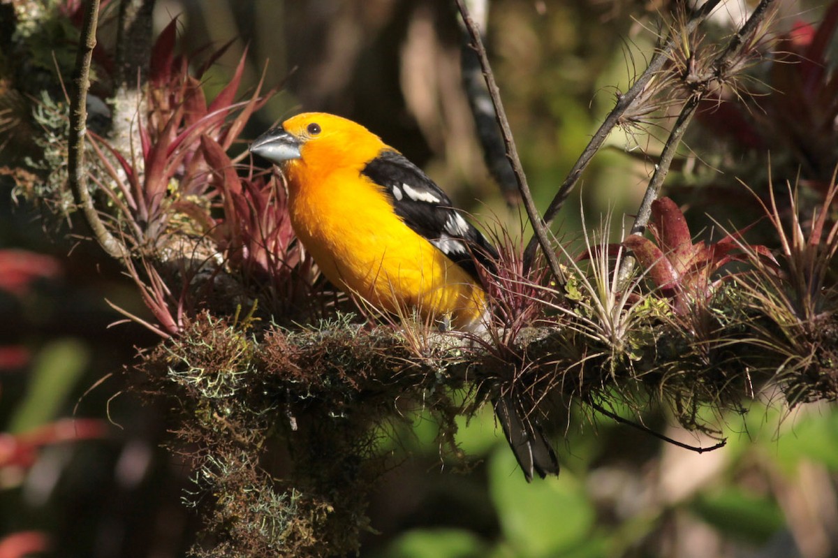 Yellow Grosbeak (Guatemalan) - ML63717991