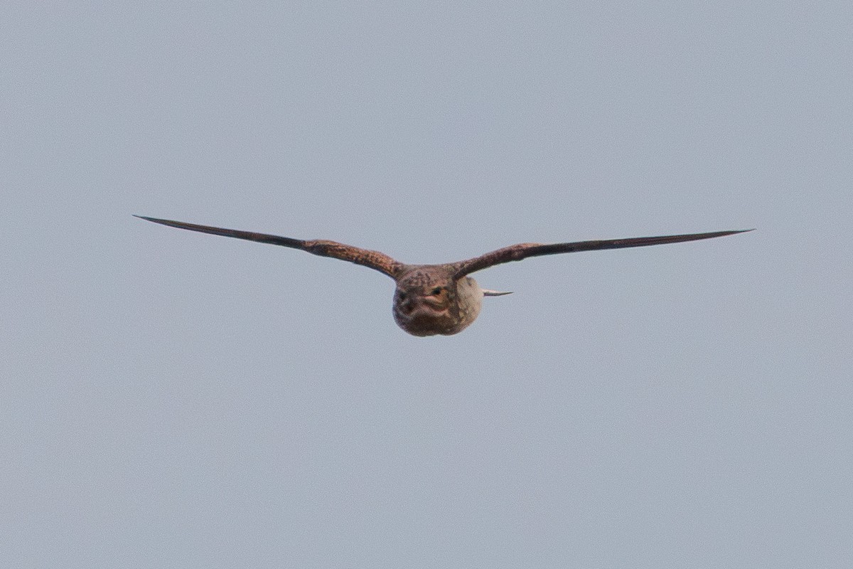 Sand-colored Nighthawk - ML637179918