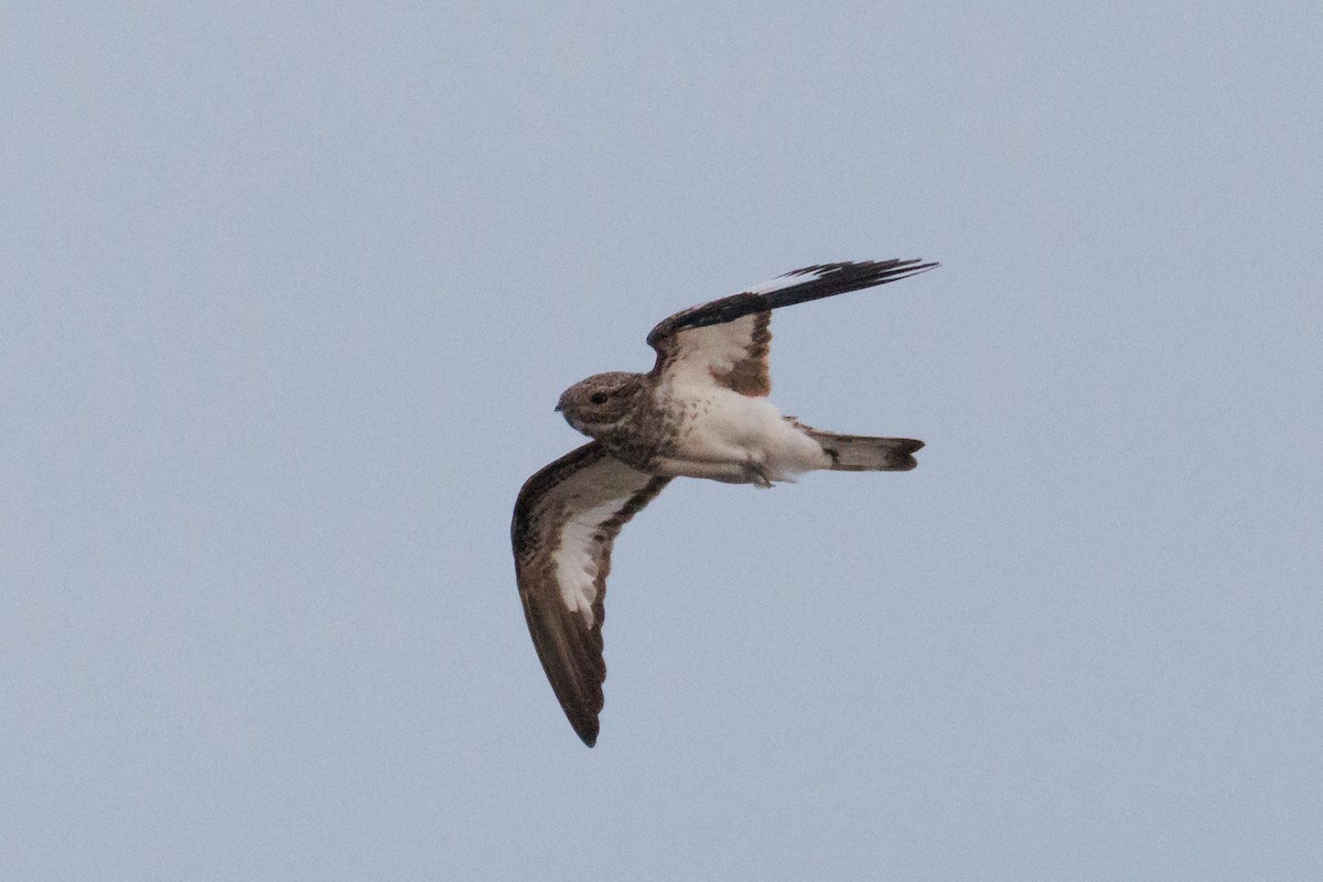 Sand-colored Nighthawk - ML637179919