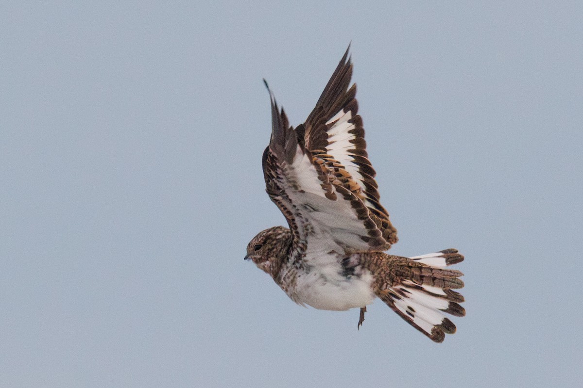 Sand-colored Nighthawk - ML637179921