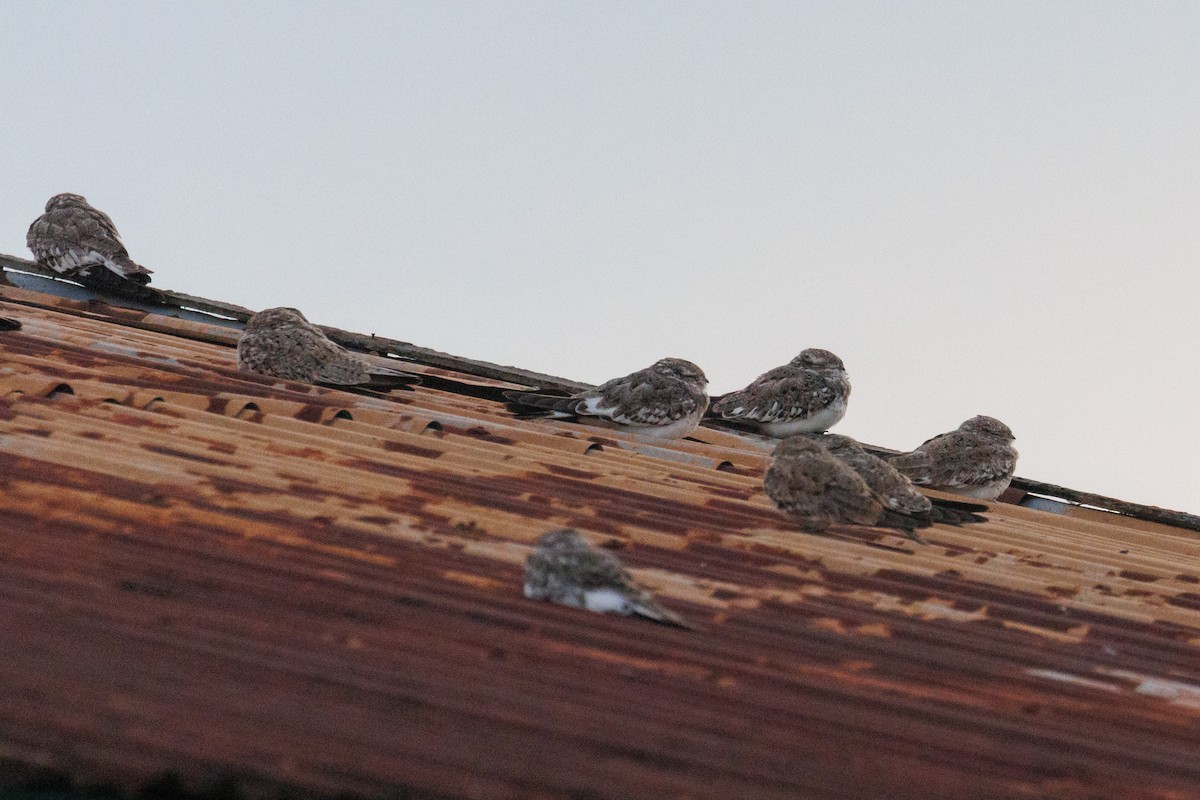 Sand-colored Nighthawk - ML637179922