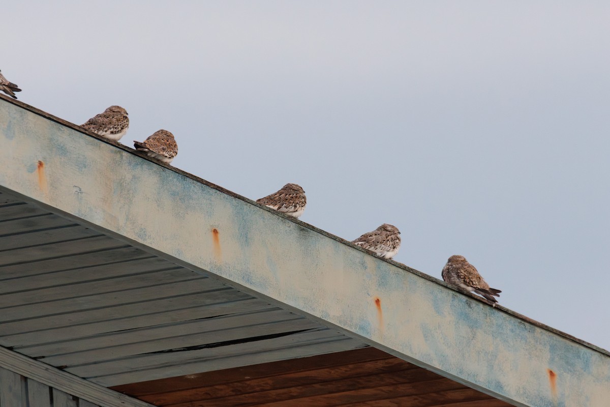 Sand-colored Nighthawk - ML637179924